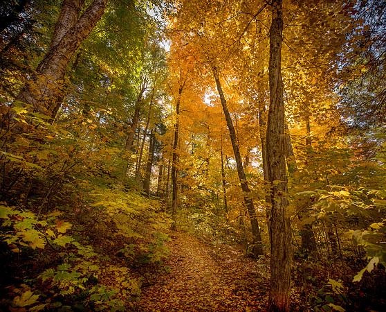 Autumn in Algonquin