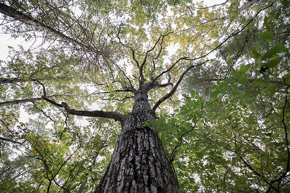 Summer Tree