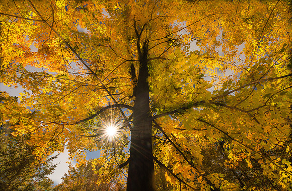 Autumn Tree