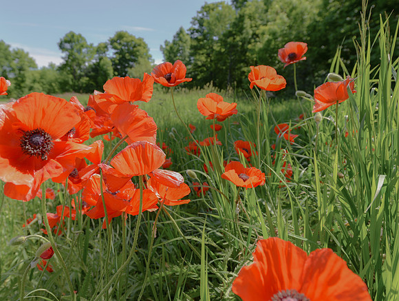 Poppies in Tobermory